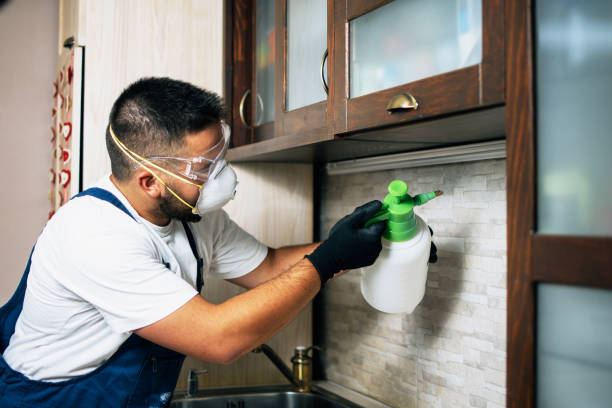 Best Mosquito Control Services  in San Buenaventura, CA