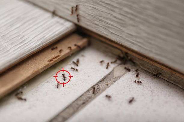 Best Residential Pest Control  in San Buenaventura, CA