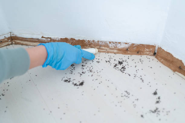  San Buenaventura, CA Pest Control Pros